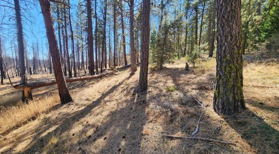 Own 2.35 Wooded Acres Near Bonanza for Just $299 Month in Klamath County, OR
