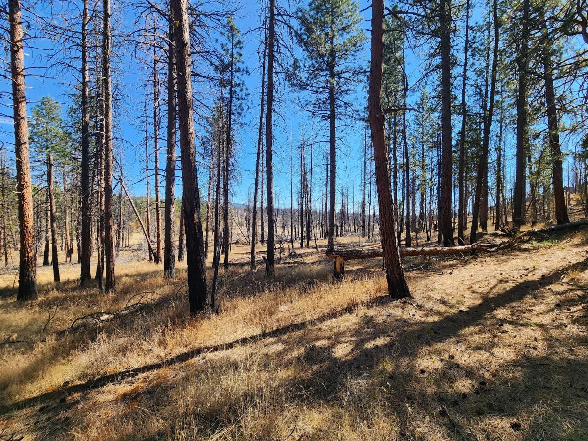 Own 2.35 Wooded Acres Near Bonanza for Just $299 Month - Image 3