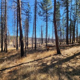 Own 2.35 Wooded Acres Near Bonanza for Just $299 Month in Klamath County, OR