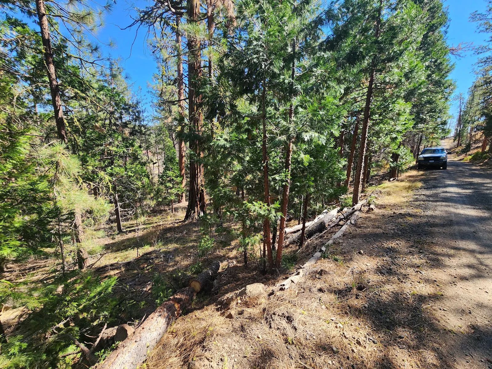 Own 2.35 Wooded Acres Near Bonanza for Just $299 Month in Klamath County, OR