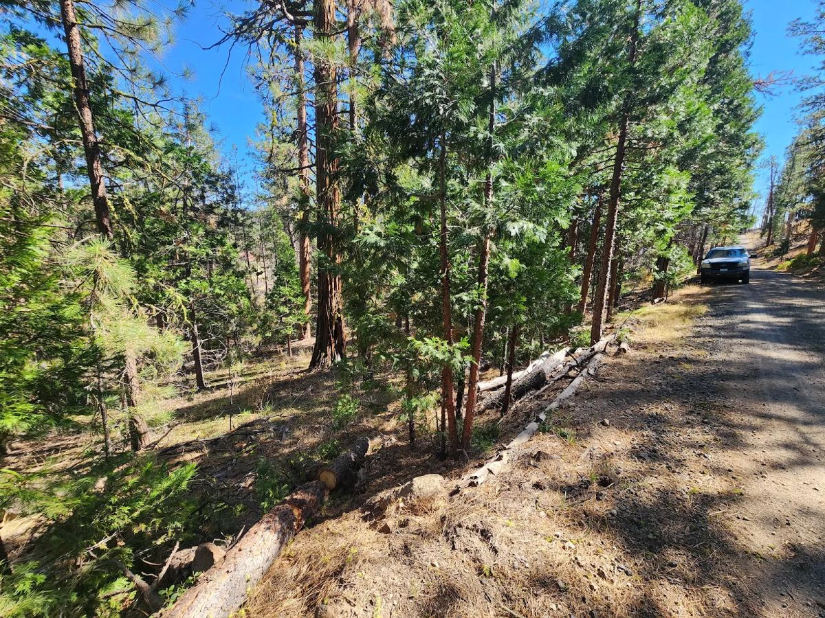 Own 2.35 Wooded Acres Near Bonanza for Just $299 Month - Image 4