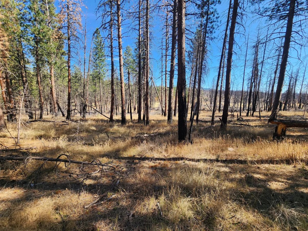 Decorative background for Own 2.35 Wooded Acres Near Bonanza for Just $299 Month image 5