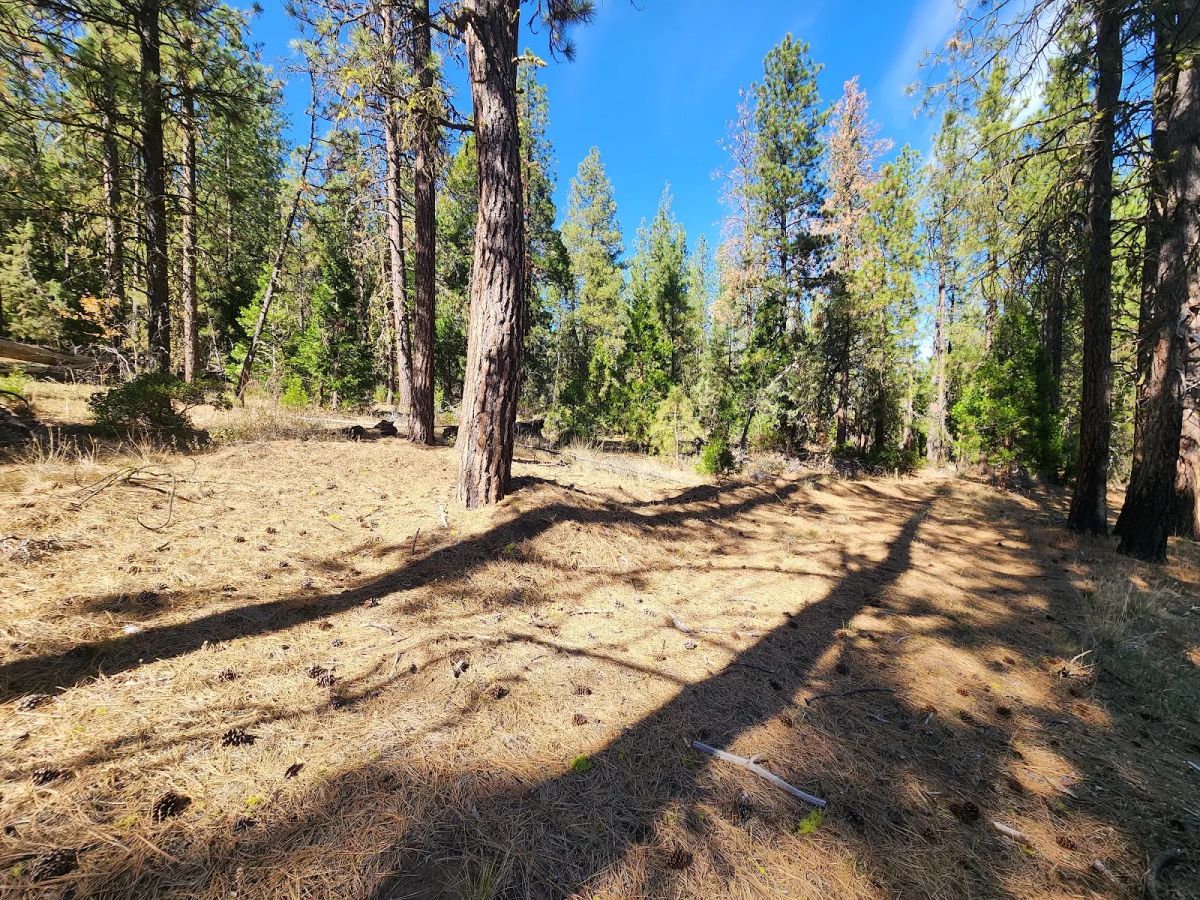 Decorative background for Own 2.35 Wooded Acres Near Bonanza for Just $299 Month image 6