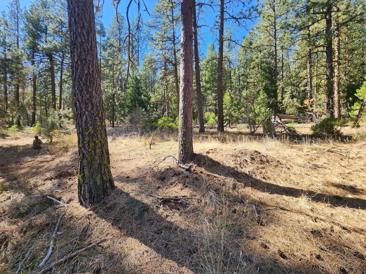 Decorative background for Own 2.35 Wooded Acres Near Bonanza for Just $299 Month image 7