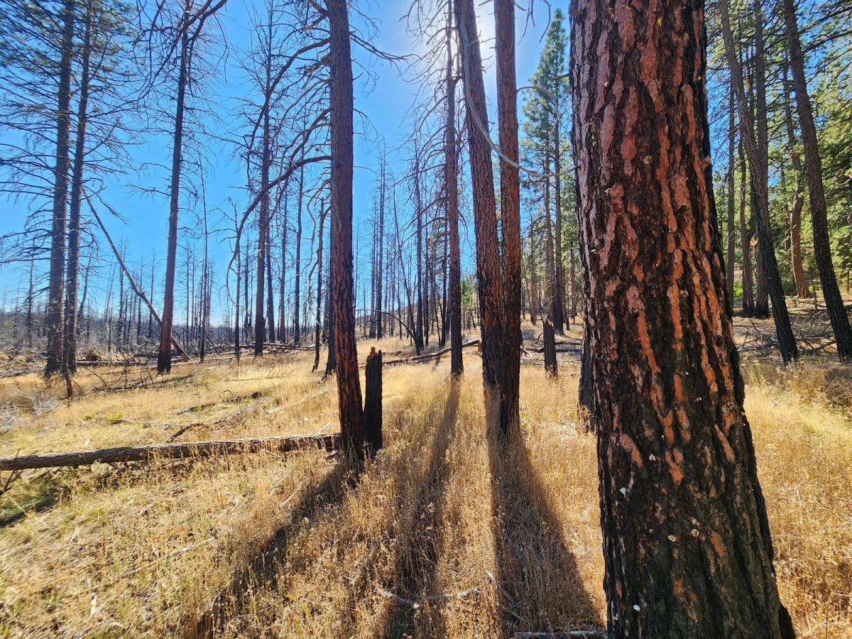 Decorative background for Own 2.35 Wooded Acres Near Bonanza for Just $299 Month image 8