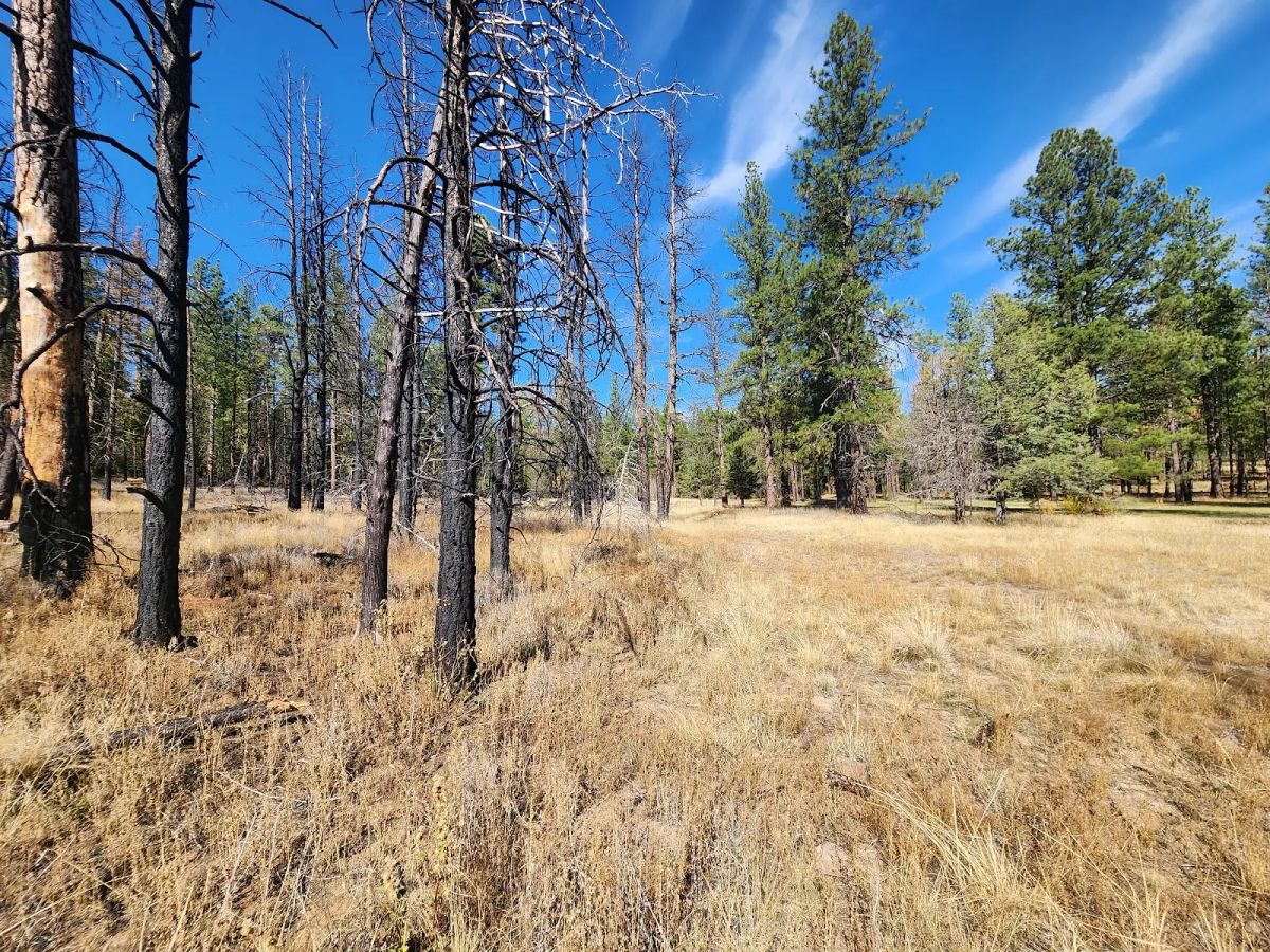 Decorative background for Own 2.35 Wooded Acres Near Bonanza for Just $299 Month image 9