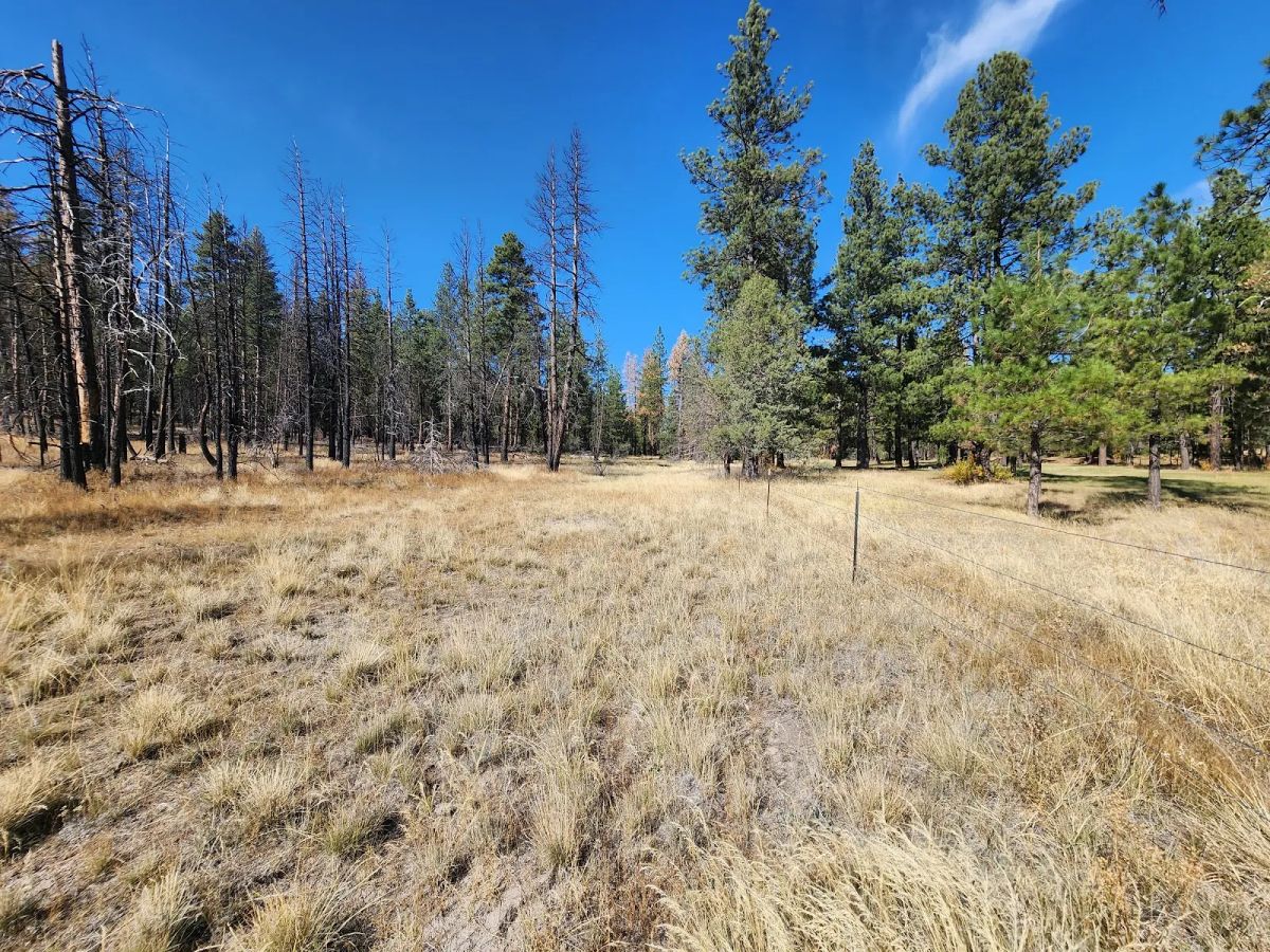 Decorative background for Own 2.35 Wooded Acres Near Bonanza for Just $299 Month image 15