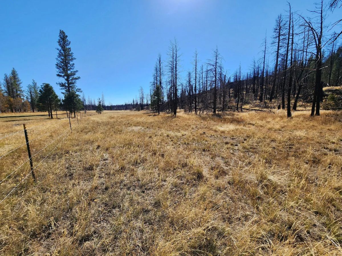 Decorative background for Own 2.35 Wooded Acres Near Bonanza for Just $299 Month image 16