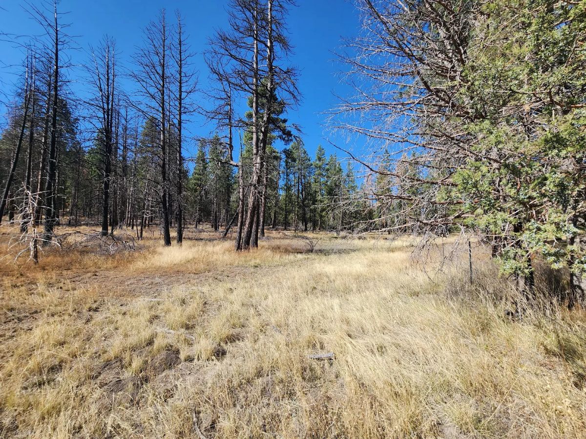 Decorative background for Own 2.35 Wooded Acres Near Bonanza for Just $299 Month image 17