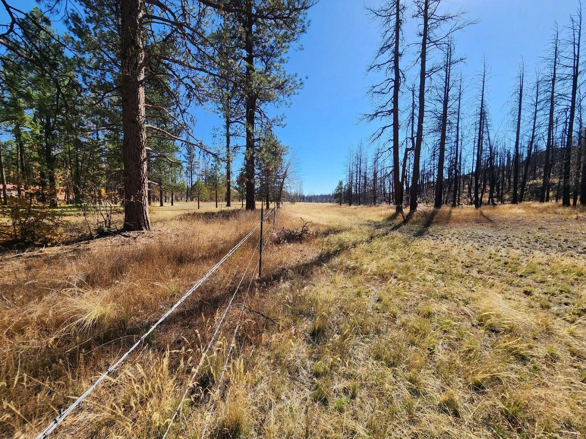 Decorative background for Own 2.35 Wooded Acres Near Bonanza for Just $299 Month image 18