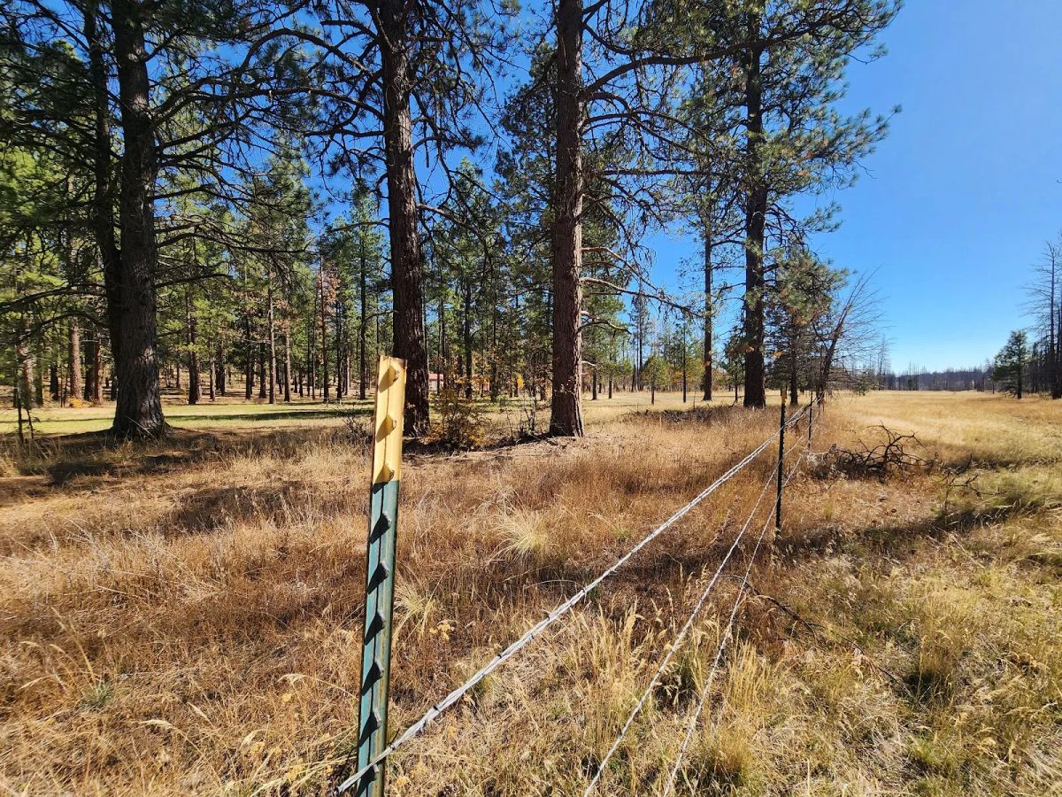 Decorative background for Own 2.35 Wooded Acres Near Bonanza for Just $299 Month image 19