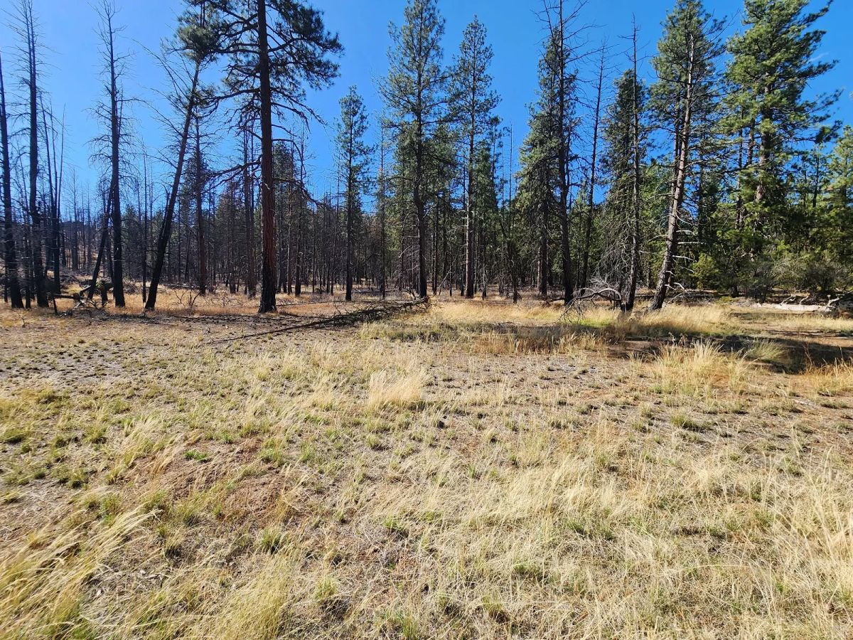 Decorative background for Own 2.35 Wooded Acres Near Bonanza for Just $299 Month image 20
