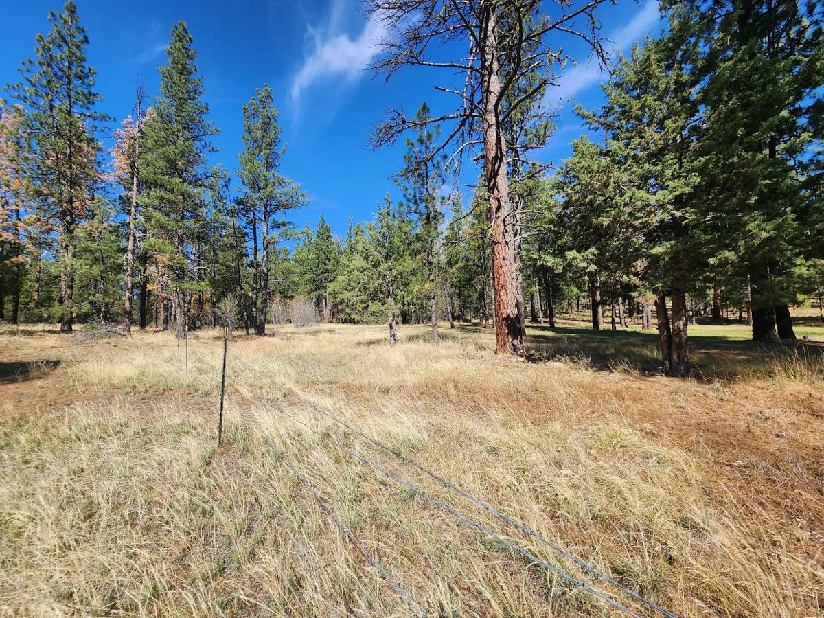 Decorative background for Own 2.35 Wooded Acres Near Bonanza for Just $299 Month image 21