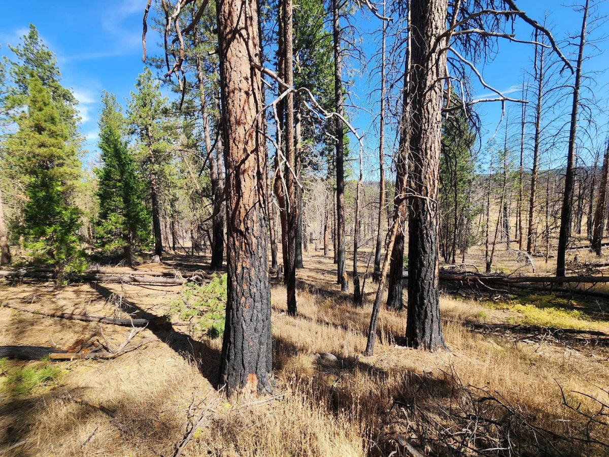 Decorative background for Own 2.35 Wooded Acres Near Bonanza for Just $299 Month image 22
