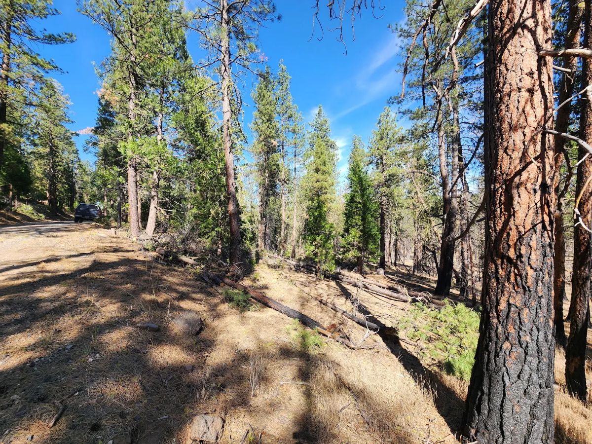 Decorative background for Own 2.35 Wooded Acres Near Bonanza for Just $299 Month image 24