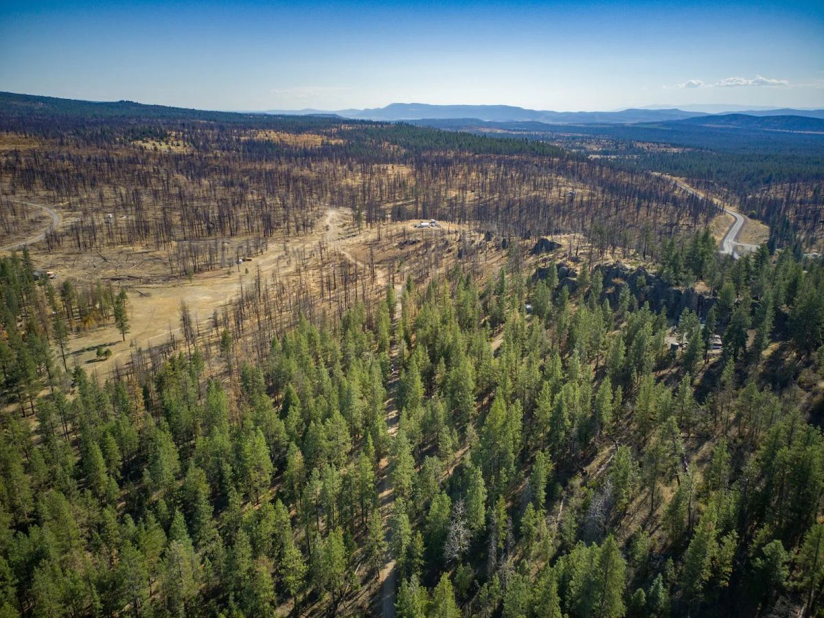 Decorative background for Own 2.35 Wooded Acres Near Bonanza for Just $299 Month image 26