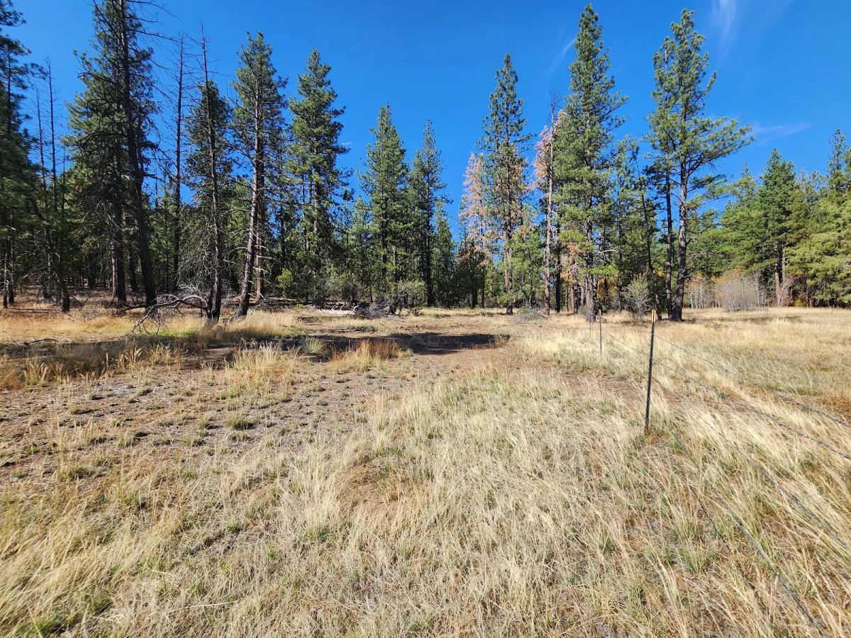 Decorative background for Own 2.35 Wooded Acres Near Bonanza for Just $299 Month image 28