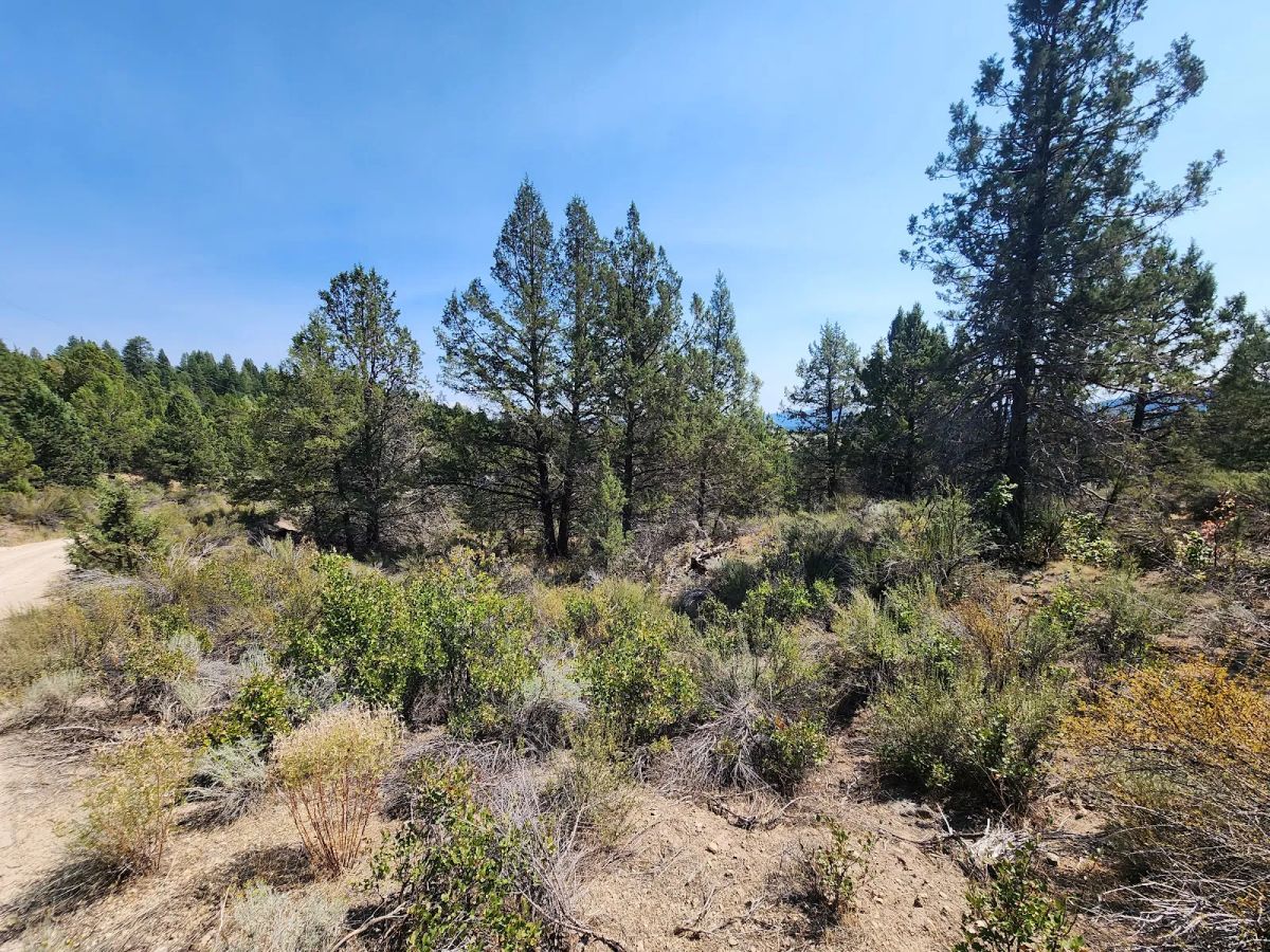 Decorative background for Treed Lot with Valley Views and Power Already Close — Kootenai Street image 7
