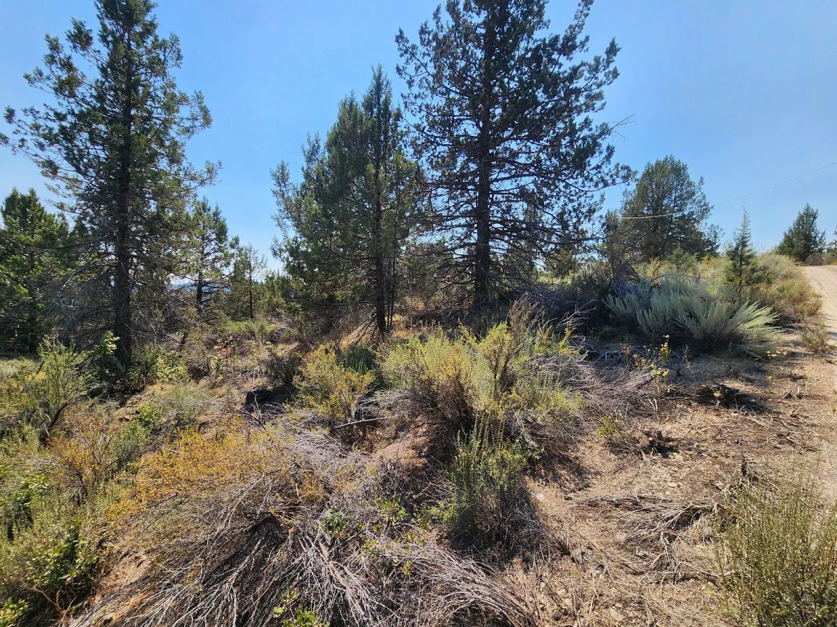 Decorative background for Treed Lot with Valley Views and Power Already Close — Kootenai Street image 8