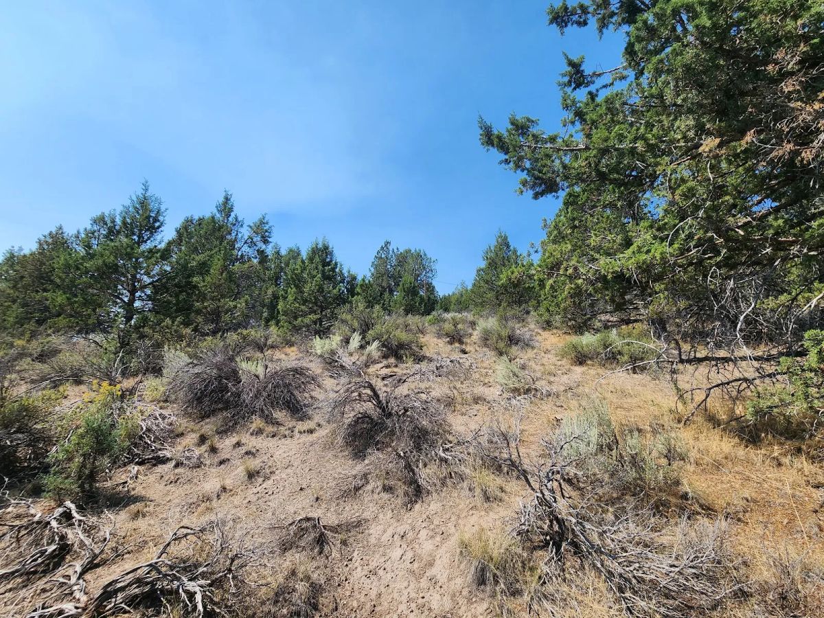 Decorative background for Treed Lot with Valley Views and Power Already Close — Kootenai Street image 9