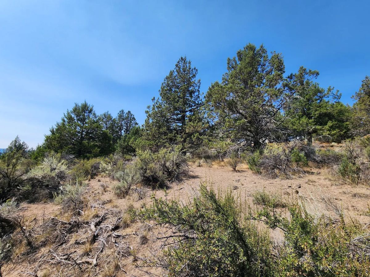 Decorative background for Treed Lot with Valley Views and Power Already Close — Kootenai Street image 11