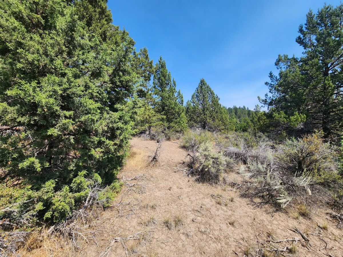 Decorative background for Treed Lot with Valley Views and Power Already Close — Kootenai Street image 12