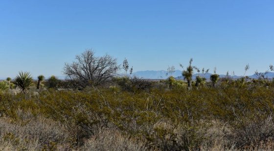 20 acres of unrestricted land and mountain views in Hudspeth County, TX