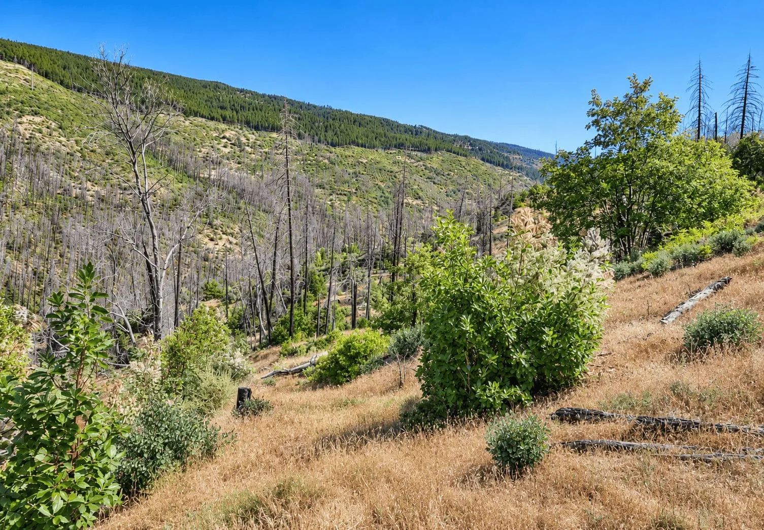 76.5 Acres in Horse Creek, CA – Private Retreat Bordering Klamath National Forest in Siskiyou County, CA