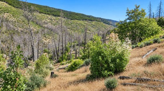 76.5 Acres in Horse Creek, CA – Private Retreat Bordering Klamath National Forest in Siskiyou County, CA