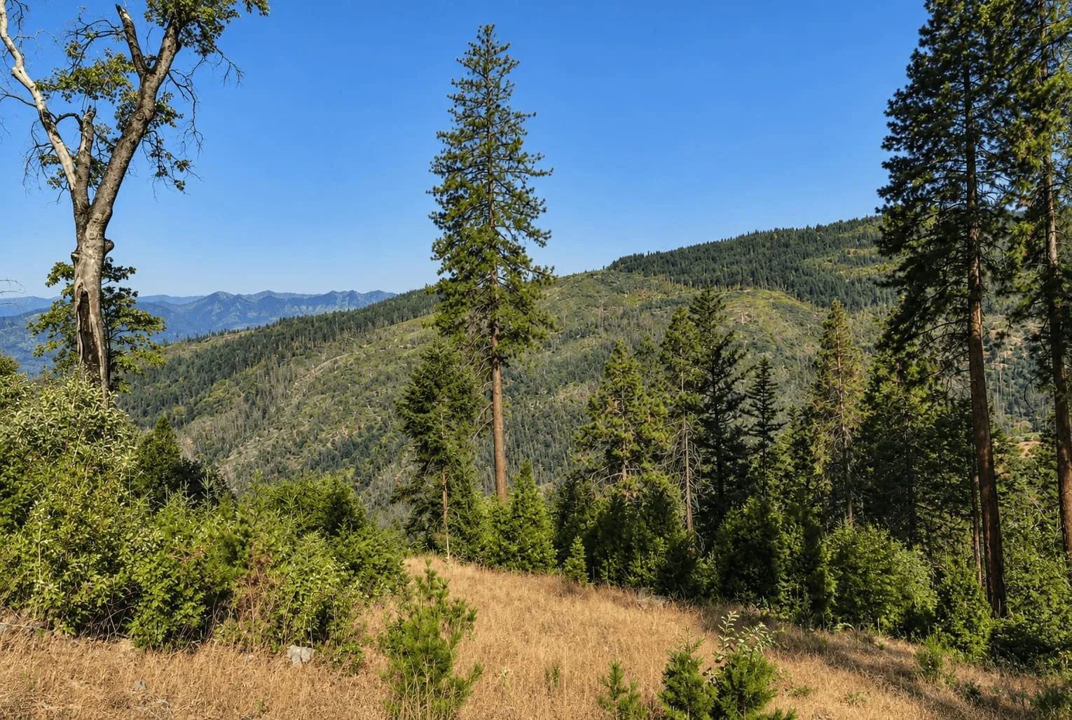 76.5 Acres in Horse Creek, CA – Private Retreat Bordering Klamath National Forest in Siskiyou County, CA