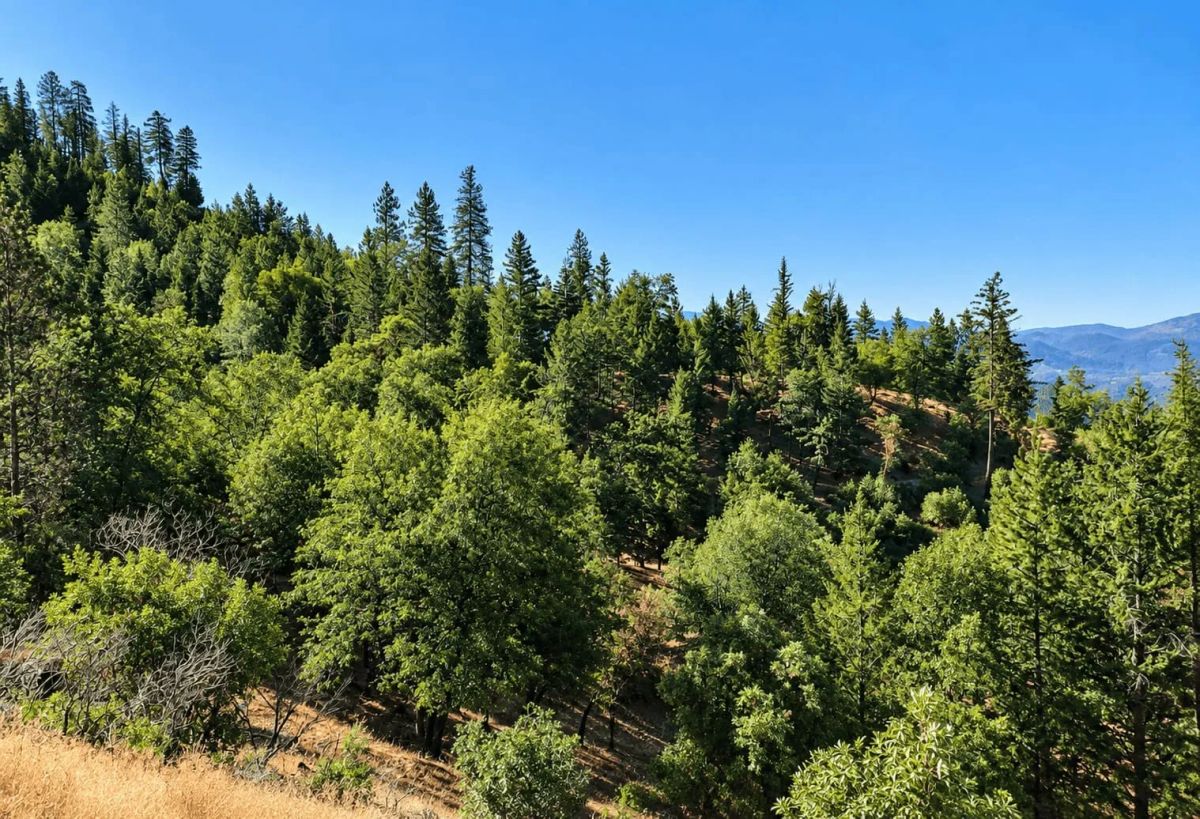 76.5 Acres in Horse Creek, CA – Private Retreat Bordering Klamath National Forest - Image 4