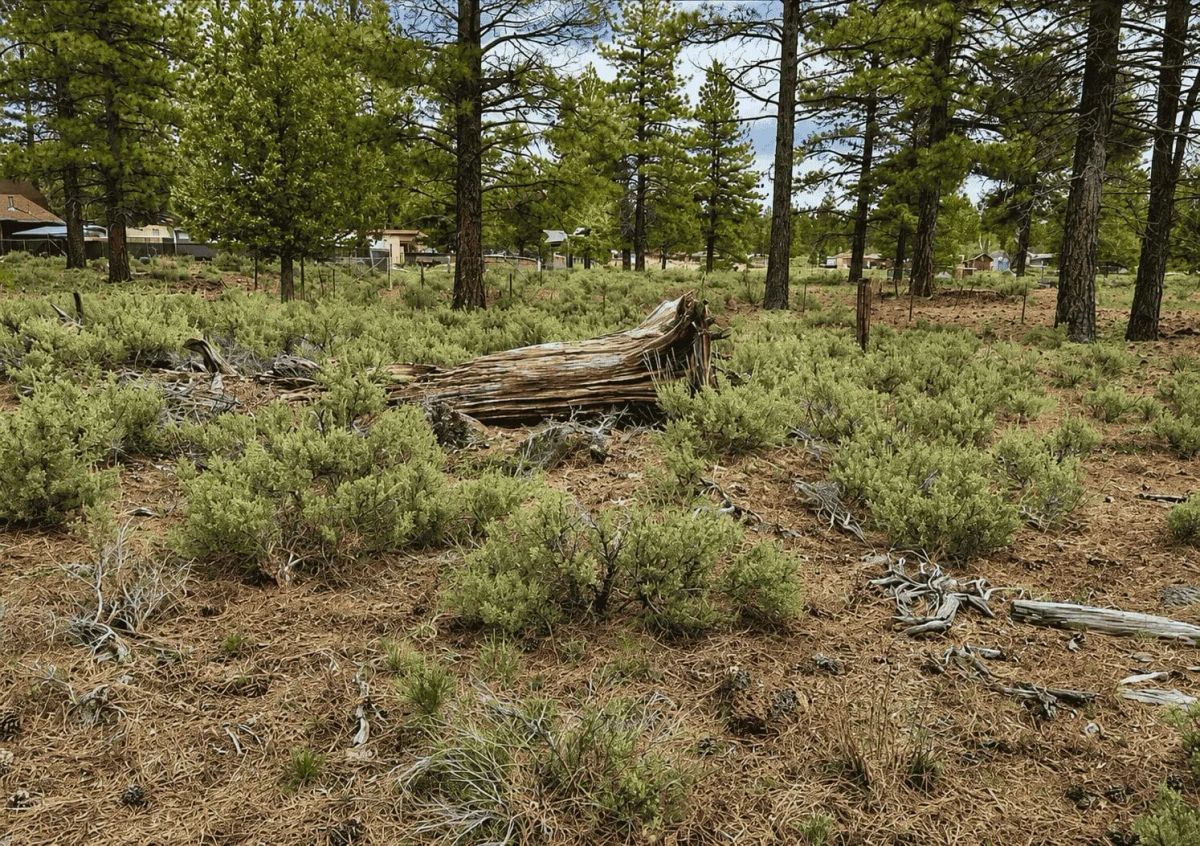 Decorative background for Peaceful 0.28-Acre Homesite near Eagle Lake in Susanville, CA image 11