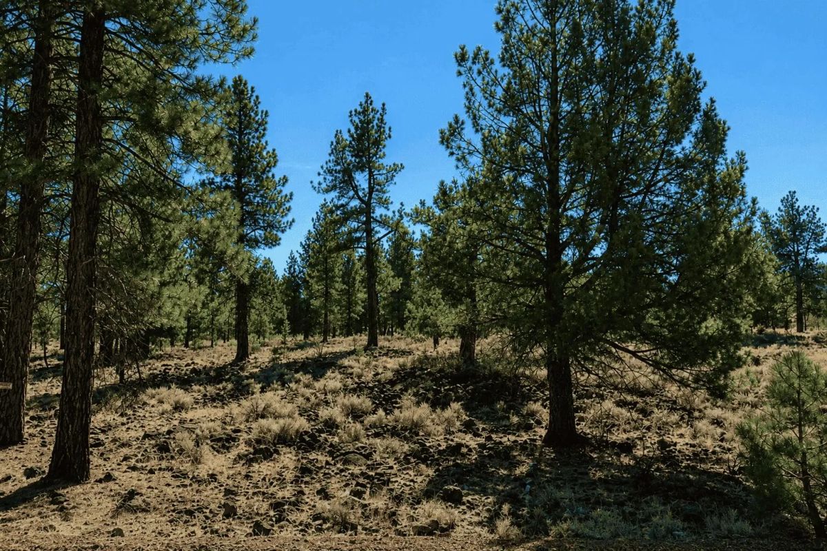 Decorative background for Peaceful 0.28-Acre Homesite near Eagle Lake in Susanville, CA image 13