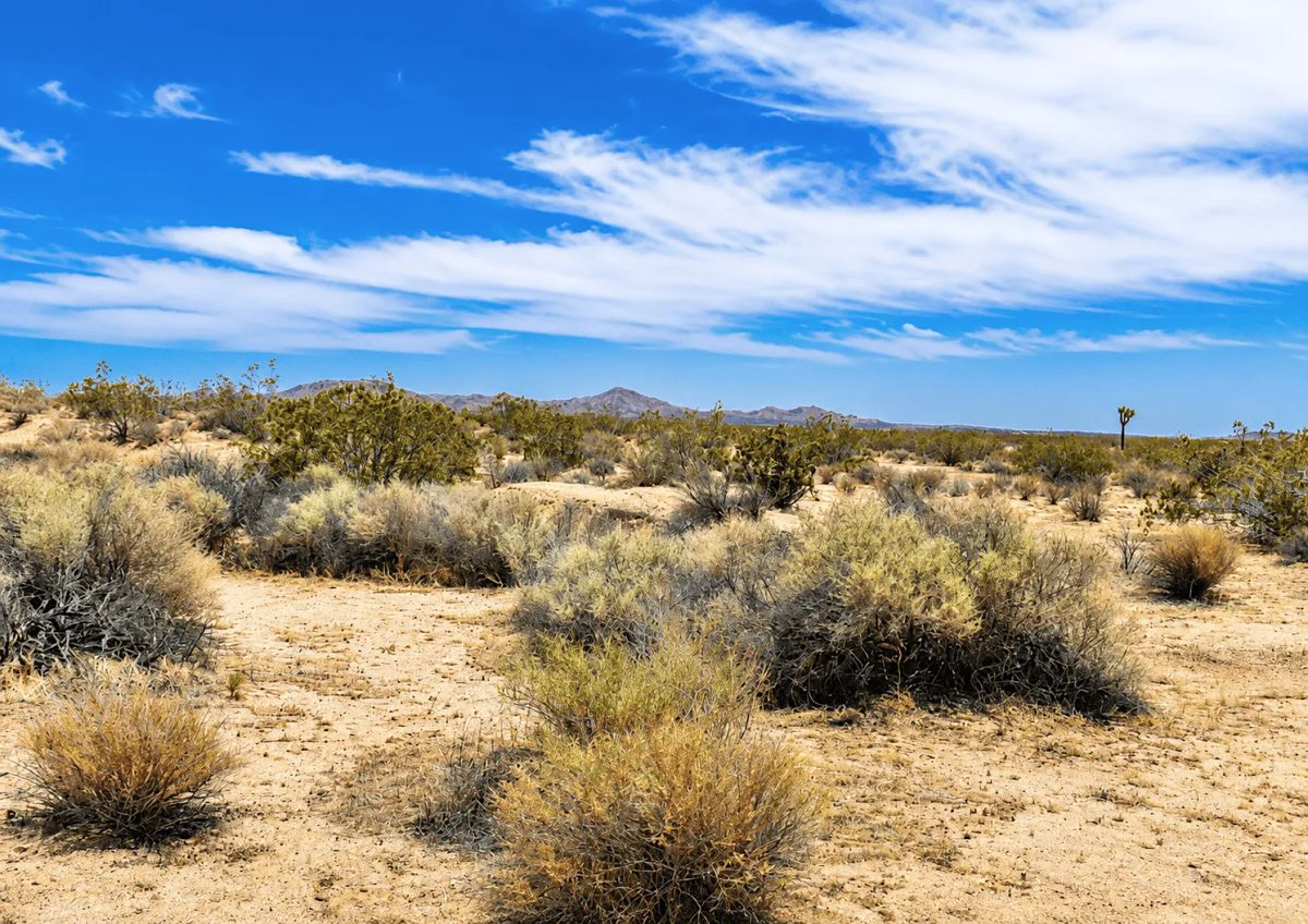 2.63 Acres in Hi Vista, CA – Open Space Near Phacelia Wildlife Sanctuary - Image 2