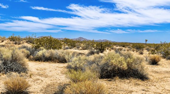2.63 Acres in Hi Vista, CA – Open Space Near Phacelia Wildlife Sanctuary in Los Angeles County, CA