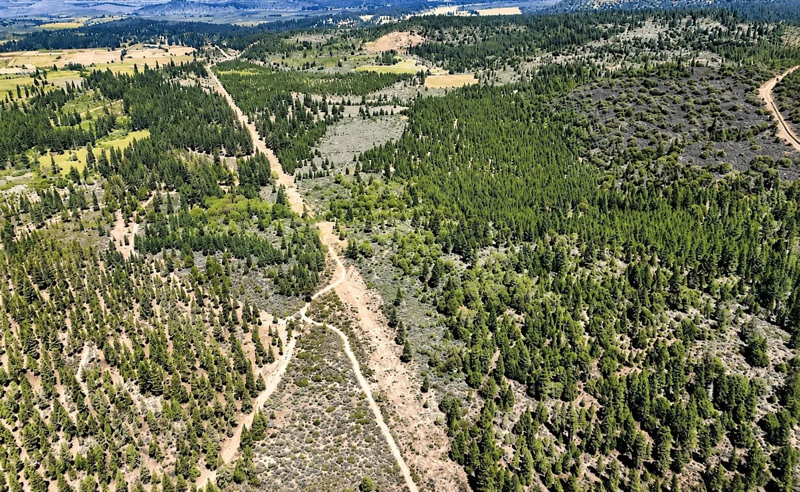 127.5 Acres in Weed, CA – Timber Land with Amazing Mount Shasta Views