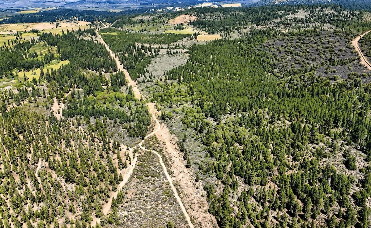 127.5 Acres in Weed, CA – Timber Land with Amazing Mount Shasta Views - Main image