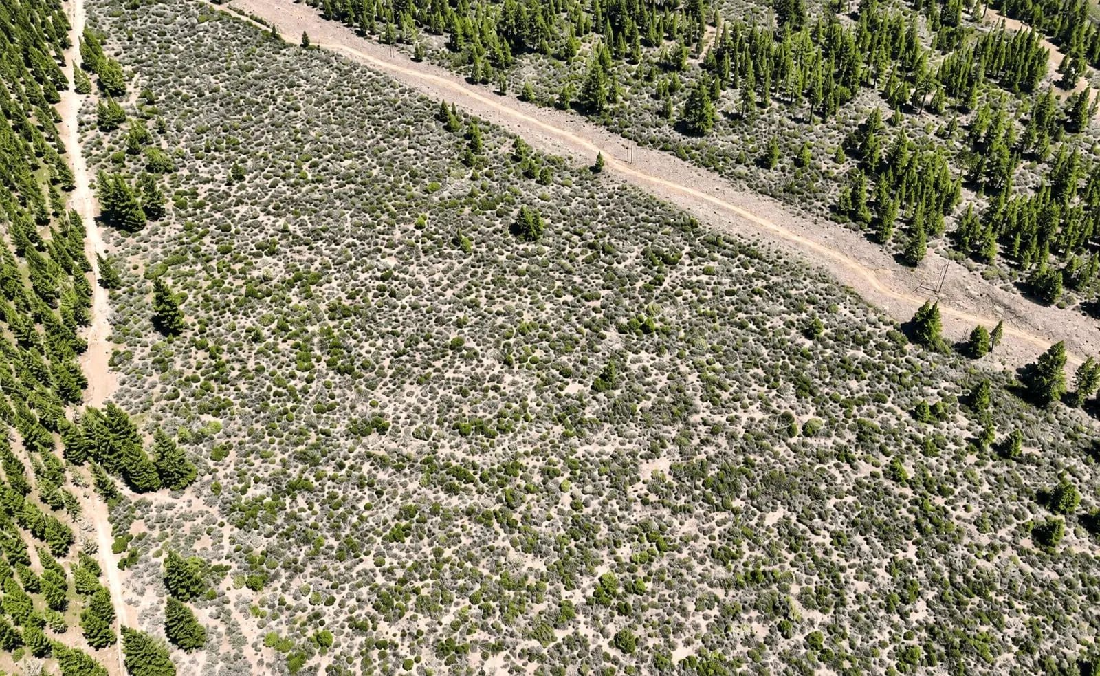 127.5 Acres in Weed, CA – Timber Land with Amazing Mount Shasta Views in Siskiyou County, CA