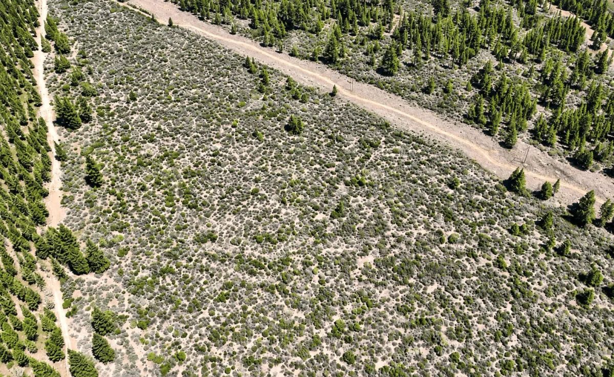 127.5 Acres in Weed, CA – Timber Land with Amazing Mount Shasta Views - Image 2