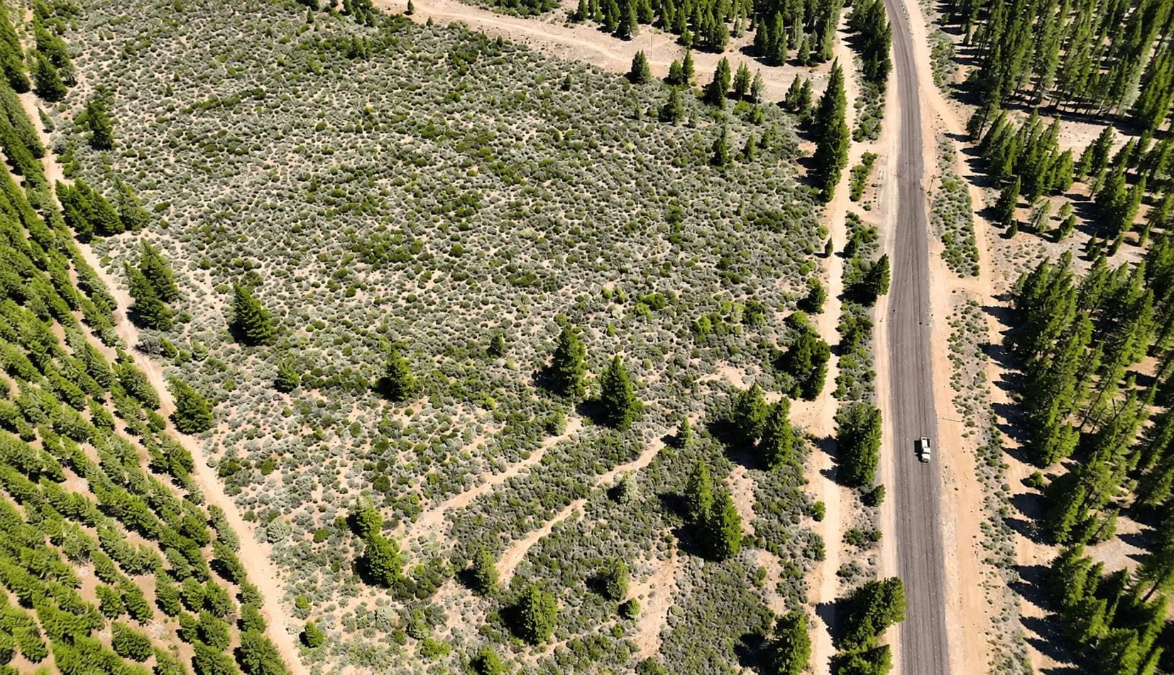 127.5 Acres in Weed, CA – Timber Land with Amazing Mount Shasta Views in Siskiyou County, CA