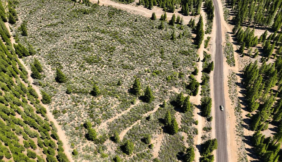 127.5 Acres in Weed, CA – Timber Land with Amazing Mount Shasta Views - Image 3