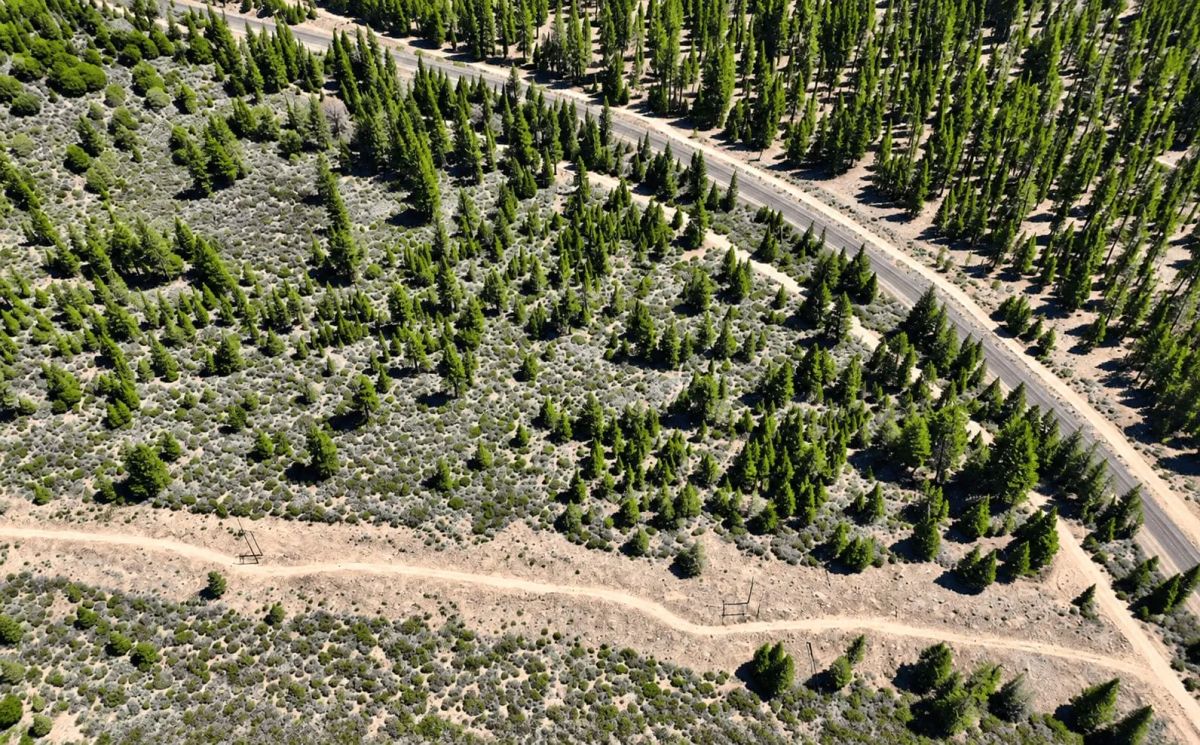 127.5 Acres in Weed, CA – Timber Land with Amazing Mount Shasta Views - Image 4