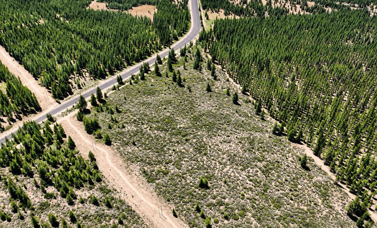 Decorative background for 127.5 Acres in Weed, CA – Timber Land with Amazing Mount Shasta Views image 5