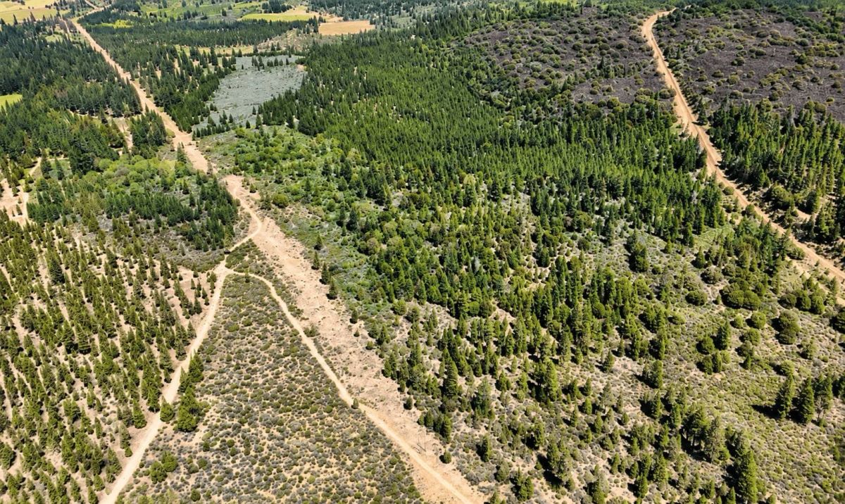 Decorative background for 127.5 Acres in Weed, CA – Timber Land with Amazing Mount Shasta Views image 6