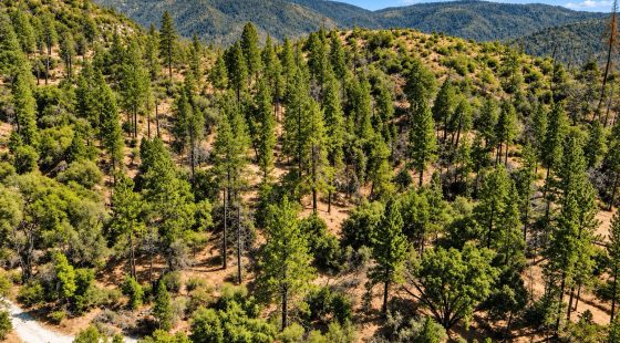 59.34 Acres Near Lake Oroville, CA – Panoramic Lake Views & Privacy in Butte County, CA