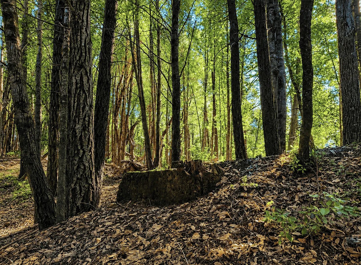 45 Acres in Southern Humboldt, CA – Private Mountain Retreat