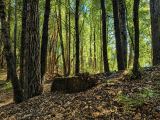 45 Acres in Southern Humboldt, CA – Private Mountain Retreat