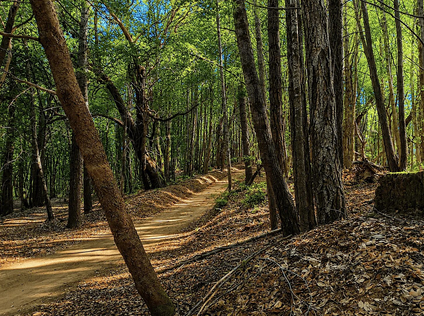 45 Acres in Southern Humboldt, CA – Private Mountain Retreat in Humboldt County, CA