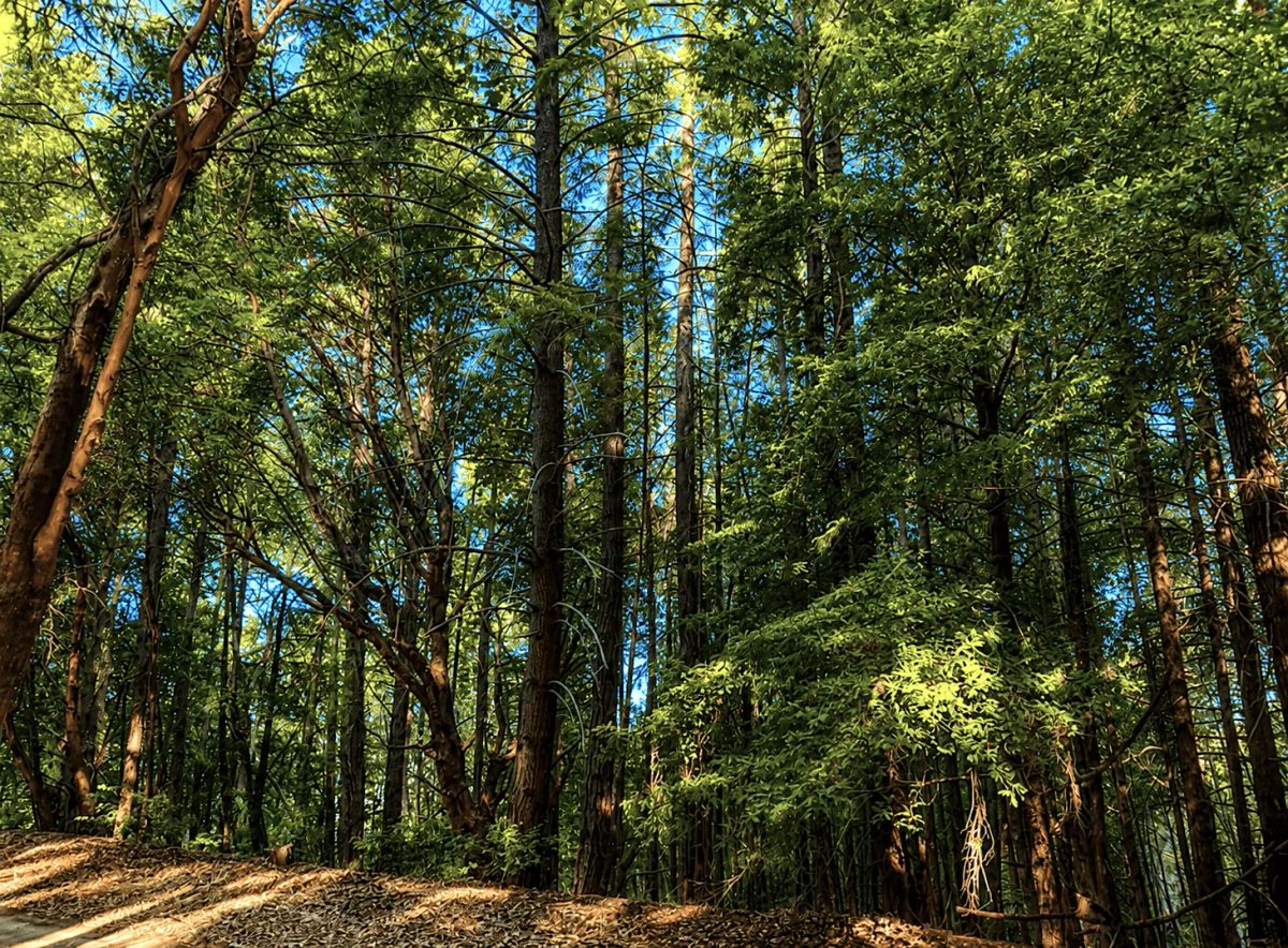 45 Acres in Southern Humboldt, CA – Private Mountain Retreat - Image 3